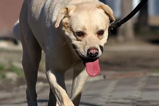 Maniek - 5letni pies w typie labradora szuka domu!