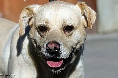 Maniek - 5letni pies w typie labradora szuka domu!