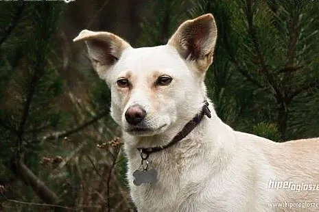 MILKA - delikatna sunia już tak długo czeka na dom