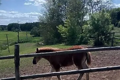 Sprzedam klacz zimnokwista zrebna że źrebakiem, Mazowieckie, Gąbin