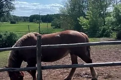Sprzedam klacz zimnokwista zrebna że źrebakiem, Mazowieckie, Gąbin
