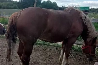 Sprzedam klacz zimnokwista zrebna że źrebakiem, Mazowieckie, Gąbin