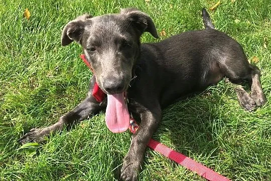 Energiczny, młodziutki Bambusek nietypowej urody s
