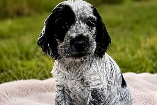Cocker spaniel angielski, Świętokrzyskie, Ostrowiec Świętokrzyski