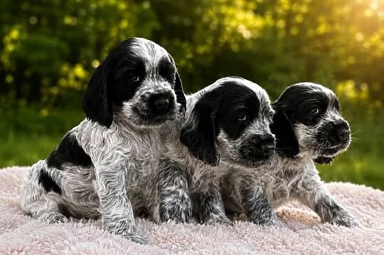 Cocker spaniel angielski, Świętokrzyskie, Ostrowiec Świętokrzyski