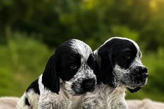 Cocker spaniel angielski, Świętokrzyskie, Ostrowiec Świętokrzyski