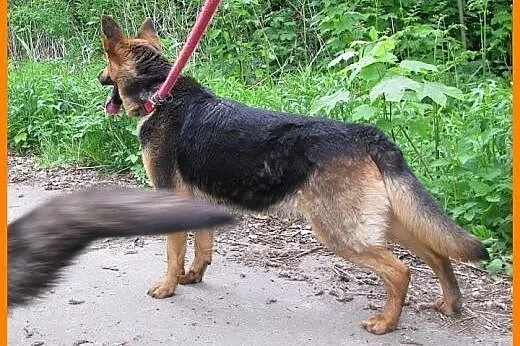 OWCZAREK NIEMIECKI 3-letnia wysterylizowana, wesoł