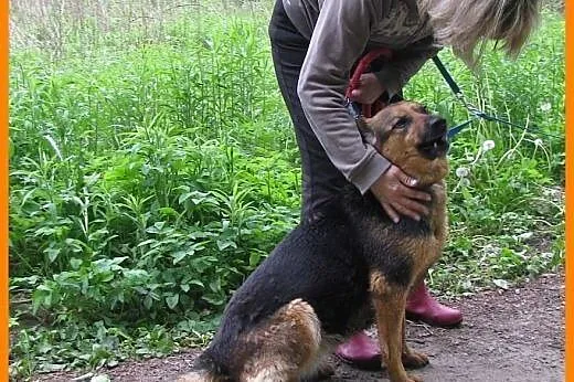OWCZAREK NIEMIECKI 3-letnia wysterylizowana, wesoł
