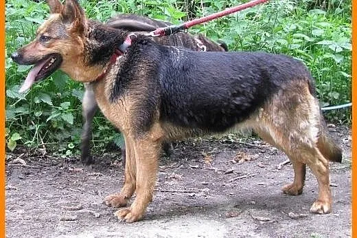 OWCZAREK NIEMIECKI 3-letnia wysterylizowana, wesoł
