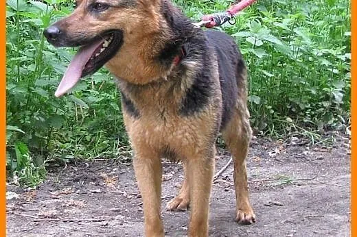 OWCZAREK NIEMIECKI 3-letnia wysterylizowana, wesoł