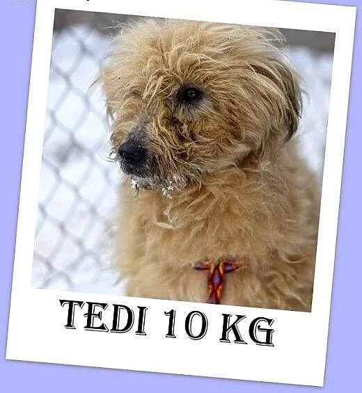 10kg,mały,kudłaty,przyjazny piesek TEDI.Adopcja,