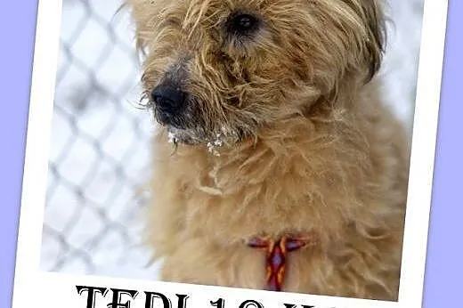 10kg,mały,kudłaty,przyjazny piesek TEDI.Adopcja,  