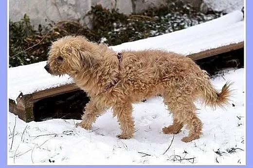 10kg,mały,kudłaty,przyjazny piesek TEDI.Adopcja,  