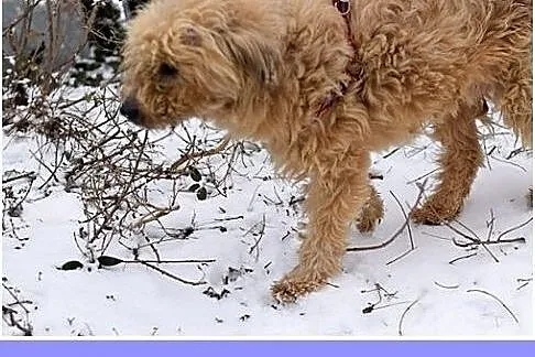 10kg,mały,kudłaty,przyjazny piesek TEDI.Adopcja,  