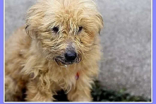 10kg,mały,kudłaty,przyjazny piesek TEDI.Adopcja,  