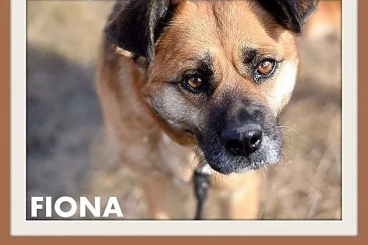FIONA,średnia,łagodna,spokojna suczka gładkowłosa.ADOPCJA,  dolnośląskie Wrocław