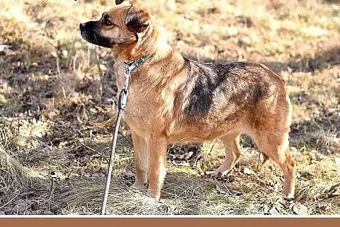 FIONA,średnia,łagodna,spokojna suczka gładkowłosa.