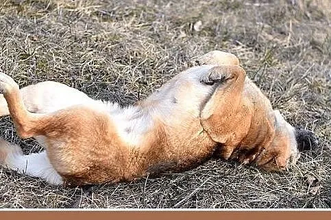 FIONA,średnia,łagodna,spokojna suczka gładkowłosa.