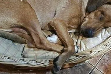 Pluto, pogodny, nieduży, pozytywnie nastawiony do 