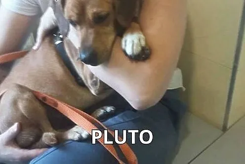Pluto, pogodny, nieduży, pozytywnie nastawiony do 