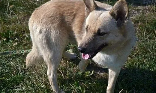 Bali nie może spędzić życia w schronisku!, mazowi