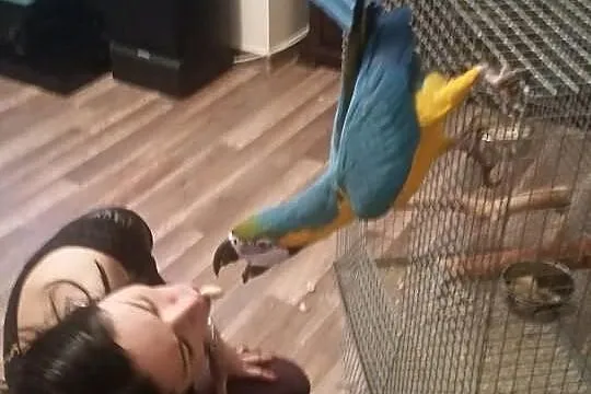 Papuga Ara Ararauna