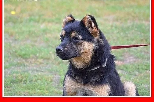 Uchronić przed schroniskiem.PILNY dobry dom.Prosi 