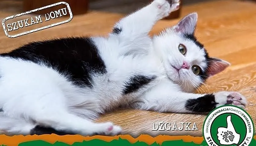 Dźgajka - mała kocia księżniczka