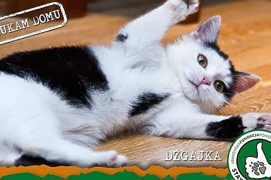 Dźgajka - mała kocia księżniczka
