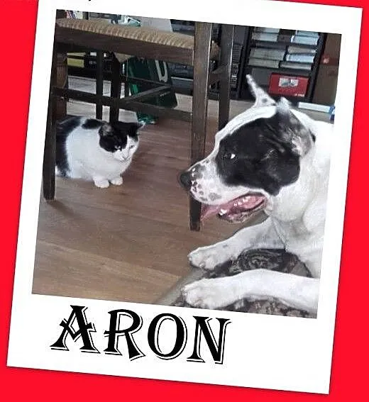 PILNE!Umarł Pan,pies ARON traci dom,groźba schroni