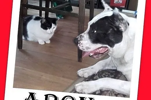 PILNE!Umarł Pan,pies ARON traci dom,groźba schroni
