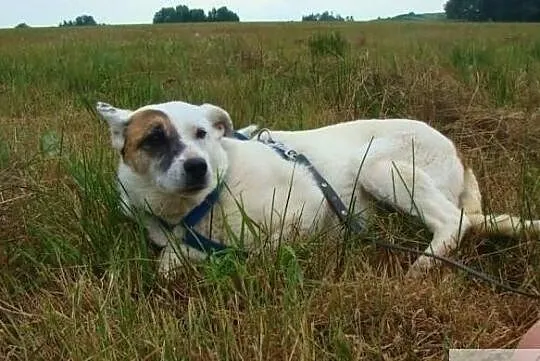 Tola nadal wierzy że znajdzie domek daj jej szansę, , Wrocław