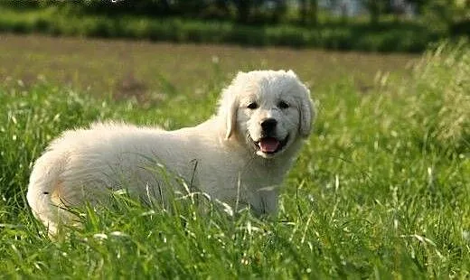 GOLDEN RETRIVER, dolnośląskie Wrocław