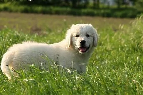 GOLDEN RETRIVER,  dolnośląskie Wrocław