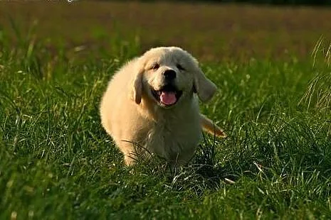 GOLDEN RETRIVER,  dolnośląskie Wrocław