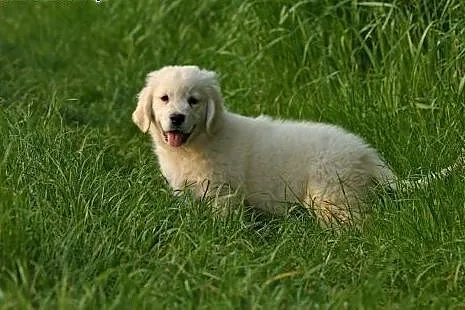 GOLDEN RETRIVER,  dolnośląskie Wrocław
