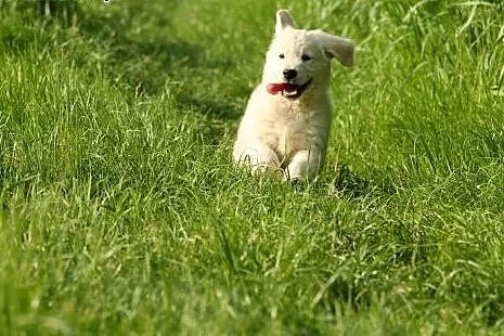 GOLDEN RETRIVER,  dolnośląskie Wrocław