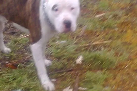 Mlody amstaff