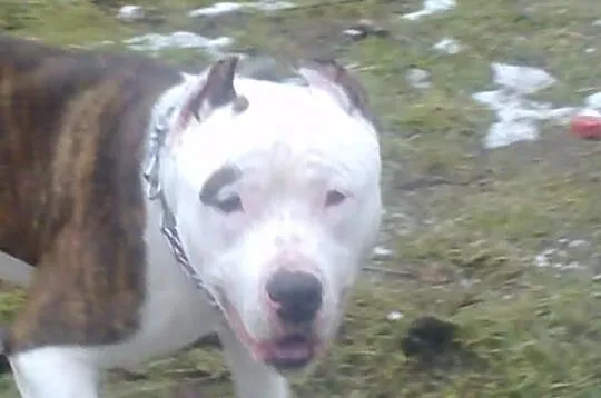 Mlody amstaff