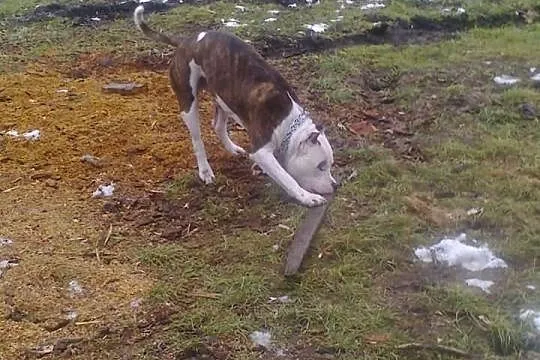 Mlody amstaff