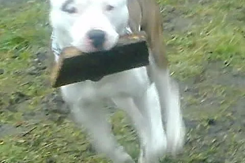 Mlody amstaff