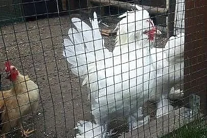 Sprzedam koguty kur sultanów