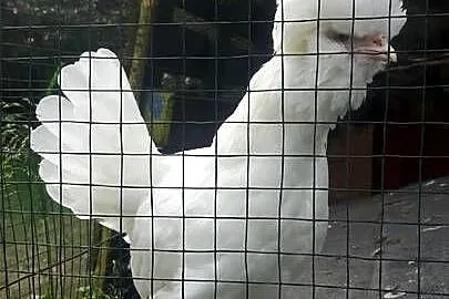 Sprzedam koguty kur sultanów, Dolnośląskie, Raków