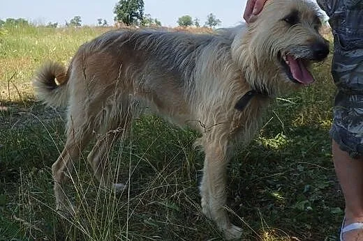Perełka- domowa sunia 3letnia, złodziejka serc:), 
