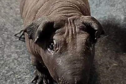 Świnka morska cavia skinny Baldwin US Teddy z hodowli, Śląskie, Dąbrowa Górnicza