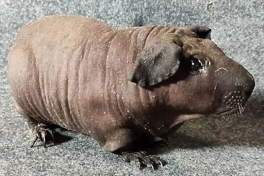 Świnka morska cavia skinny Baldwin US Teddy z hodowli, Śląskie, Dąbrowa Górnicza