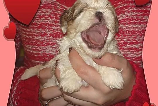 Shih Tzu - łaciata suczka na Walentynki