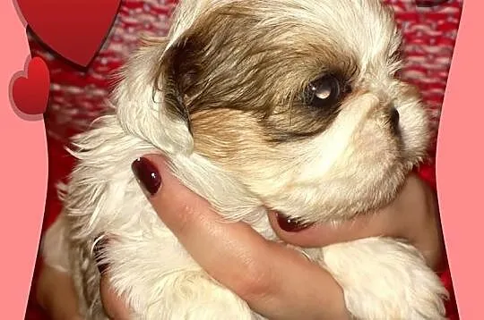 Shih Tzu - łaciata suczka na Walentynki