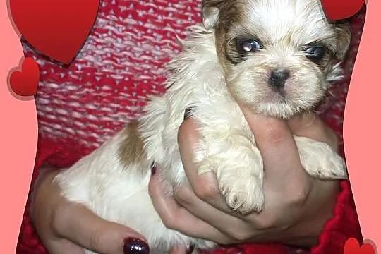 Shih Tzu - łaciata suczka na Walentynki