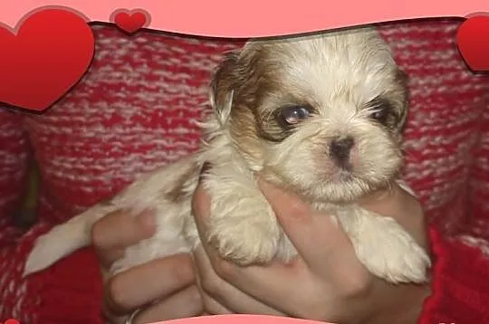 Shih Tzu - łaciata suczka na Walentynki